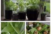 家庭窗台沙拉种植指南：从播种到享用的完整教程