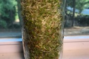 家庭种植指南：用梅森罐3天培育新鲜苜蓿芽菜