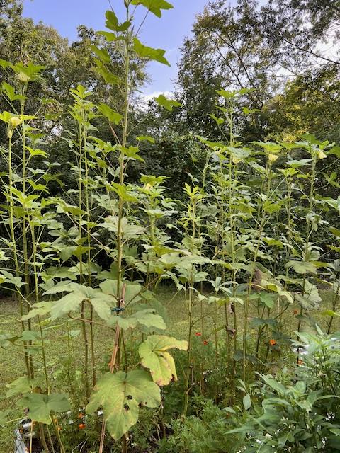 Harvest Your Veggies