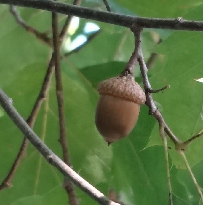 Collect Big Unblemished Acorns