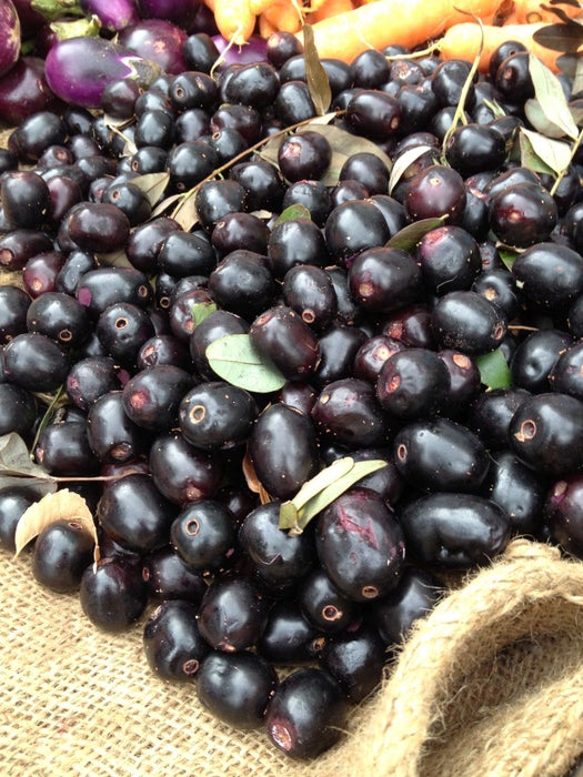 制备黑李子或Jamoon浓缩液