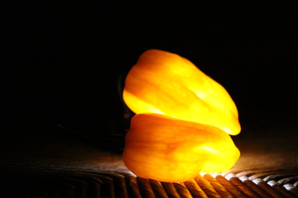 阿尔戈星太阳虎牙齿