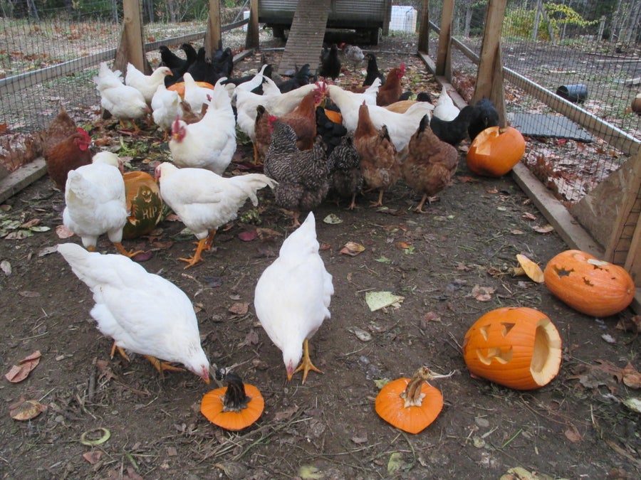 鸡群玩转南瓜灯