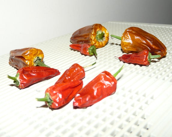 Store Those Nice Dry Chillies