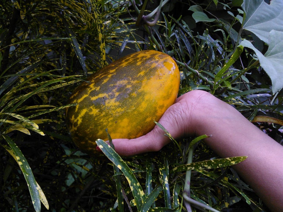 采集体验 - 黄瓜、青柠与胡椒