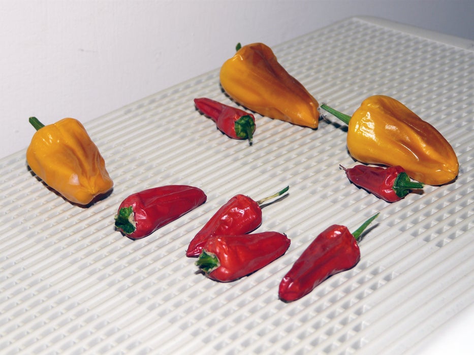 Drying Time and Turning Your Chillies.
