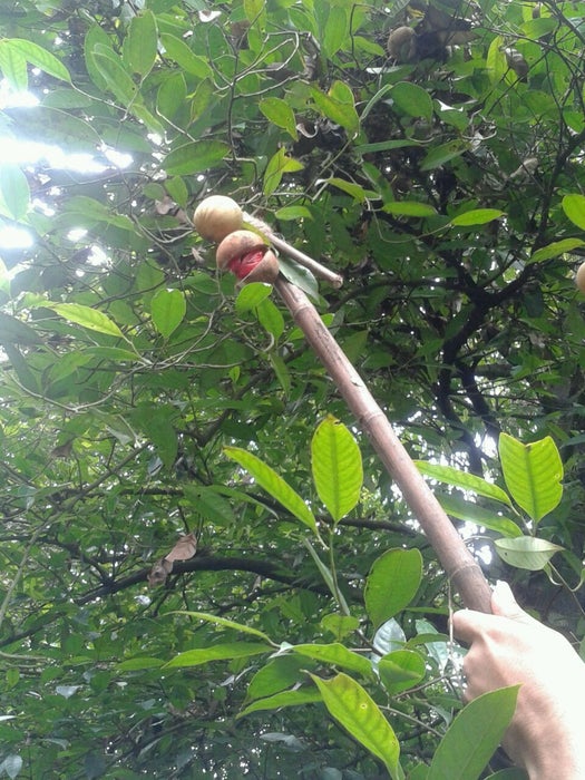 采集体验 - 肉豆蔻