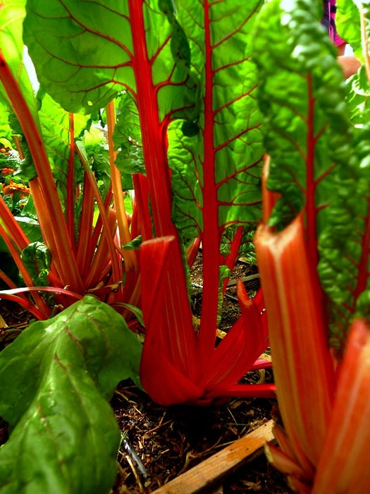 新鲜美味的冬季蔬菜保存法