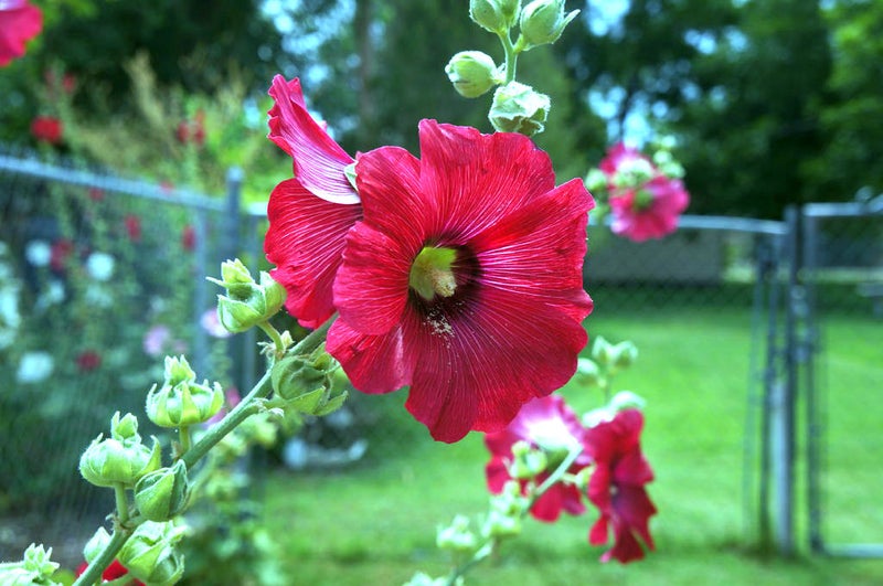 采摘蜀葵和迷迭香