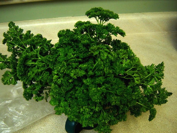 如何让新鲜香草持久保鲜