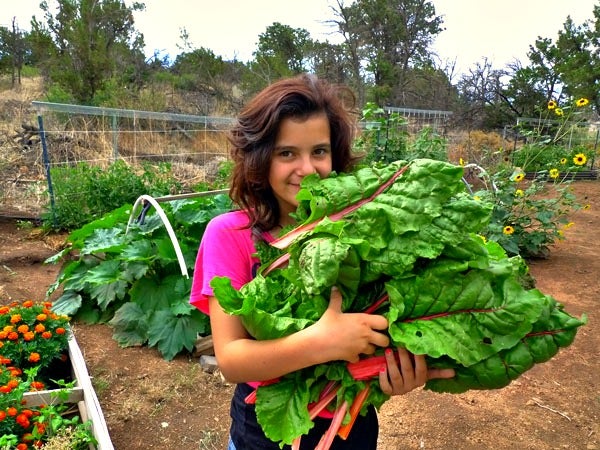 准备与收集蔬菜