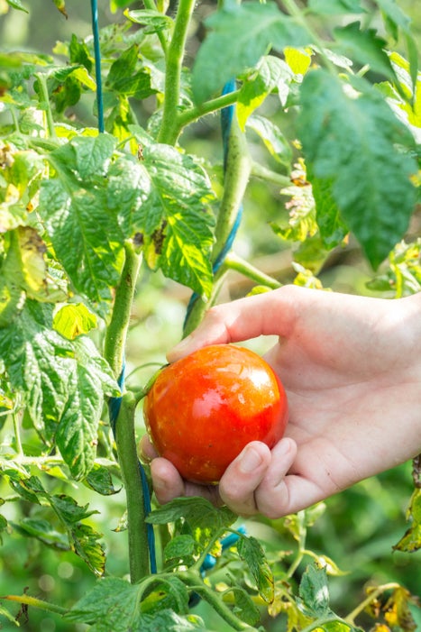 准备酿番茄食材