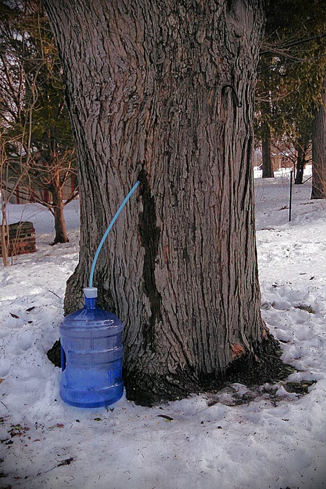 1. 制作或购买枫糖浆